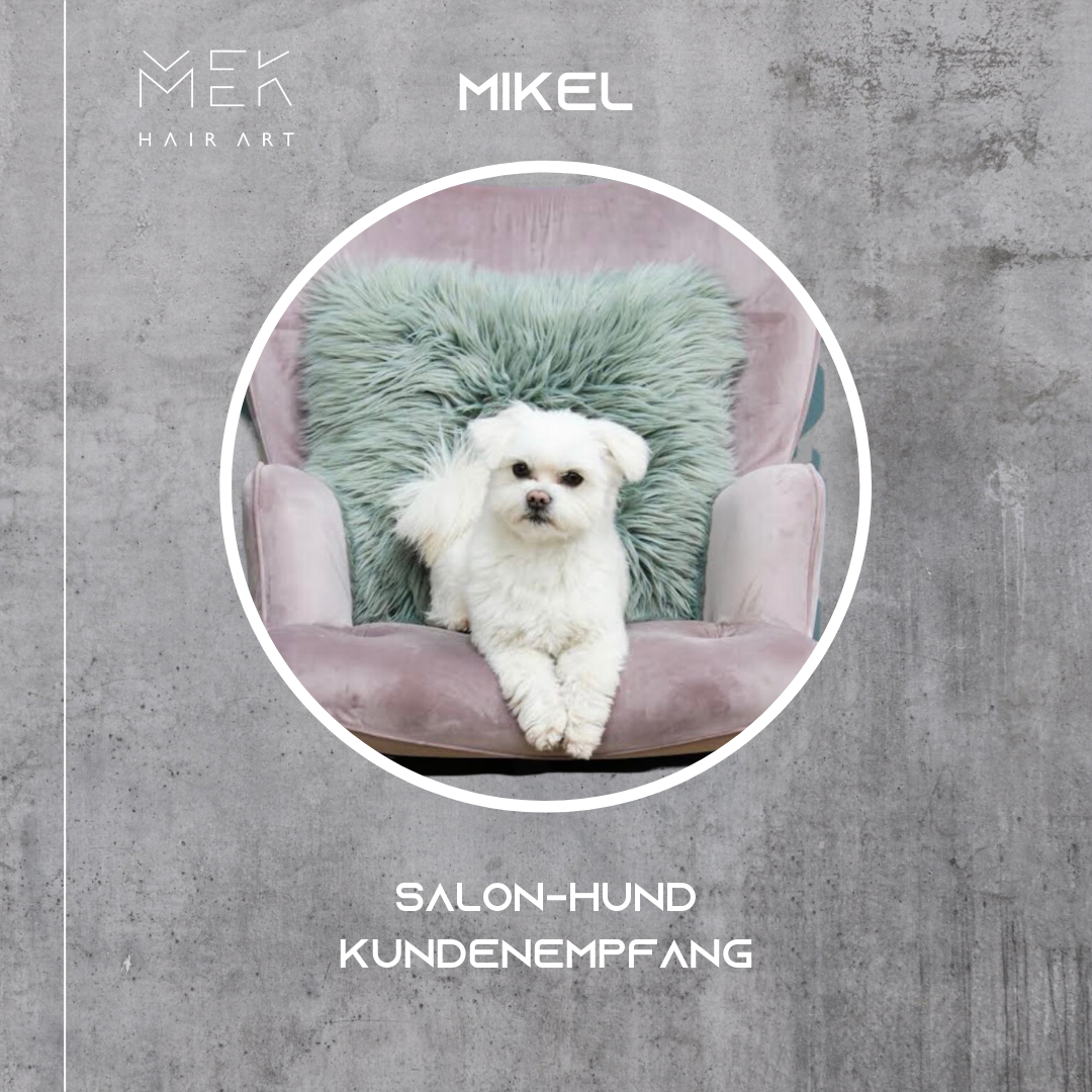 Mikel Salon-Hund